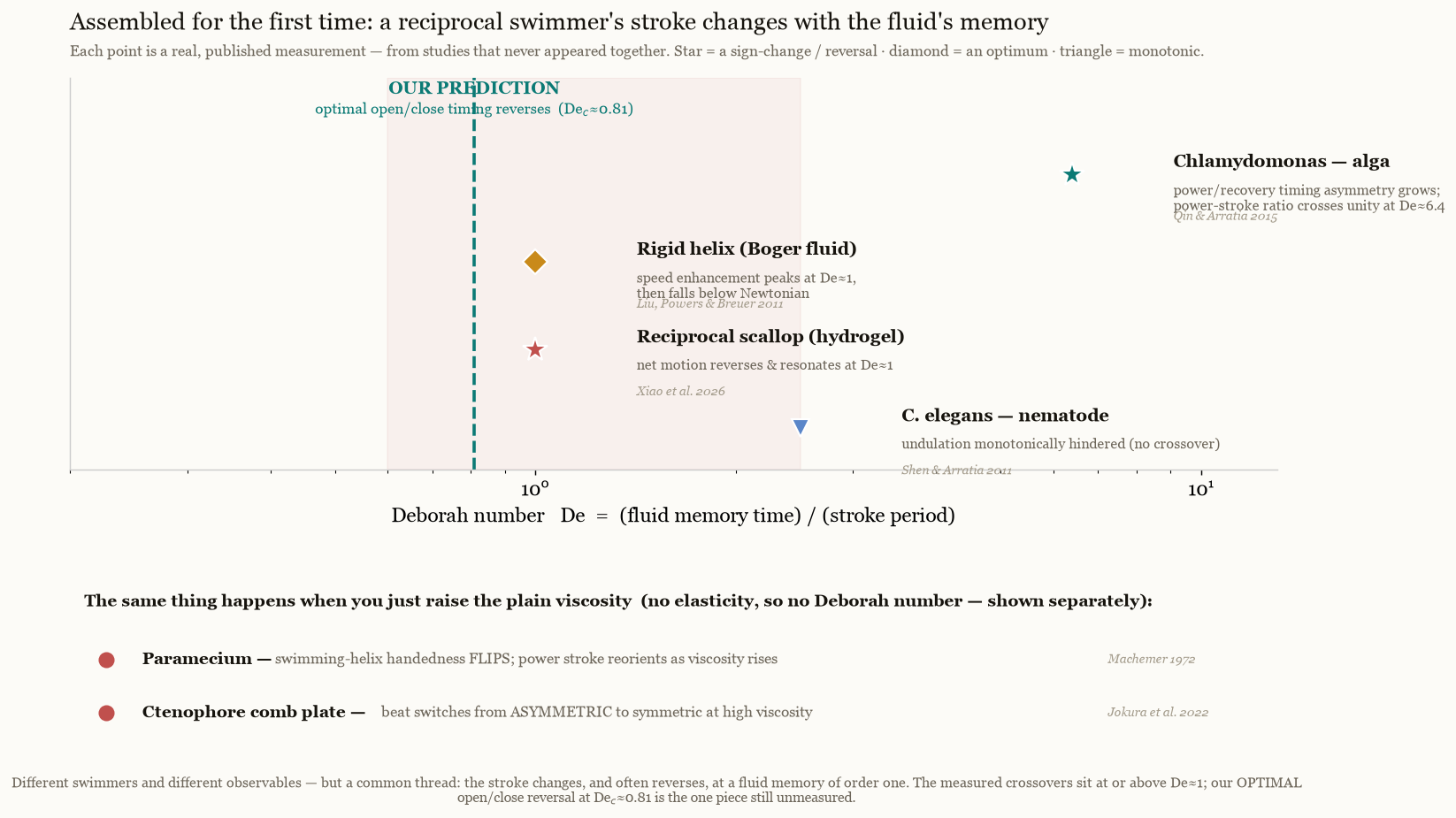 A Deborah-number axis with real measurements of stroke changes across organisms, beside our predicted reversal at De_c 0.81