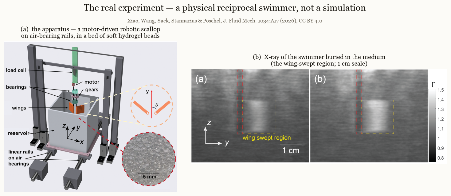 The real Xiao apparatus — a motor-driven robotic scallop on air-bearing rails in a bed of hydrogel beads — and an X-ray of the swimmer buried in the medium