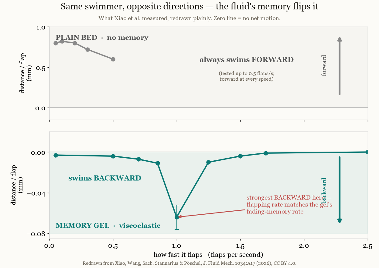 Two panels sharing a flapping-rate axis: in the plain bed the swimmer always moves forward; in the viscoelastic gel it moves backward, most strongly at one flap per second